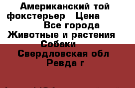 Американский той фокстерьер › Цена ­ 25 000 - Все города Животные и растения » Собаки   . Свердловская обл.,Ревда г.